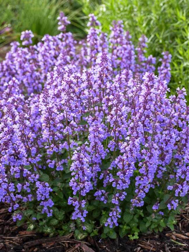 Cat’s Pajamas Nepeta (Catmint) 1 gallon for pick up June 18th-25th