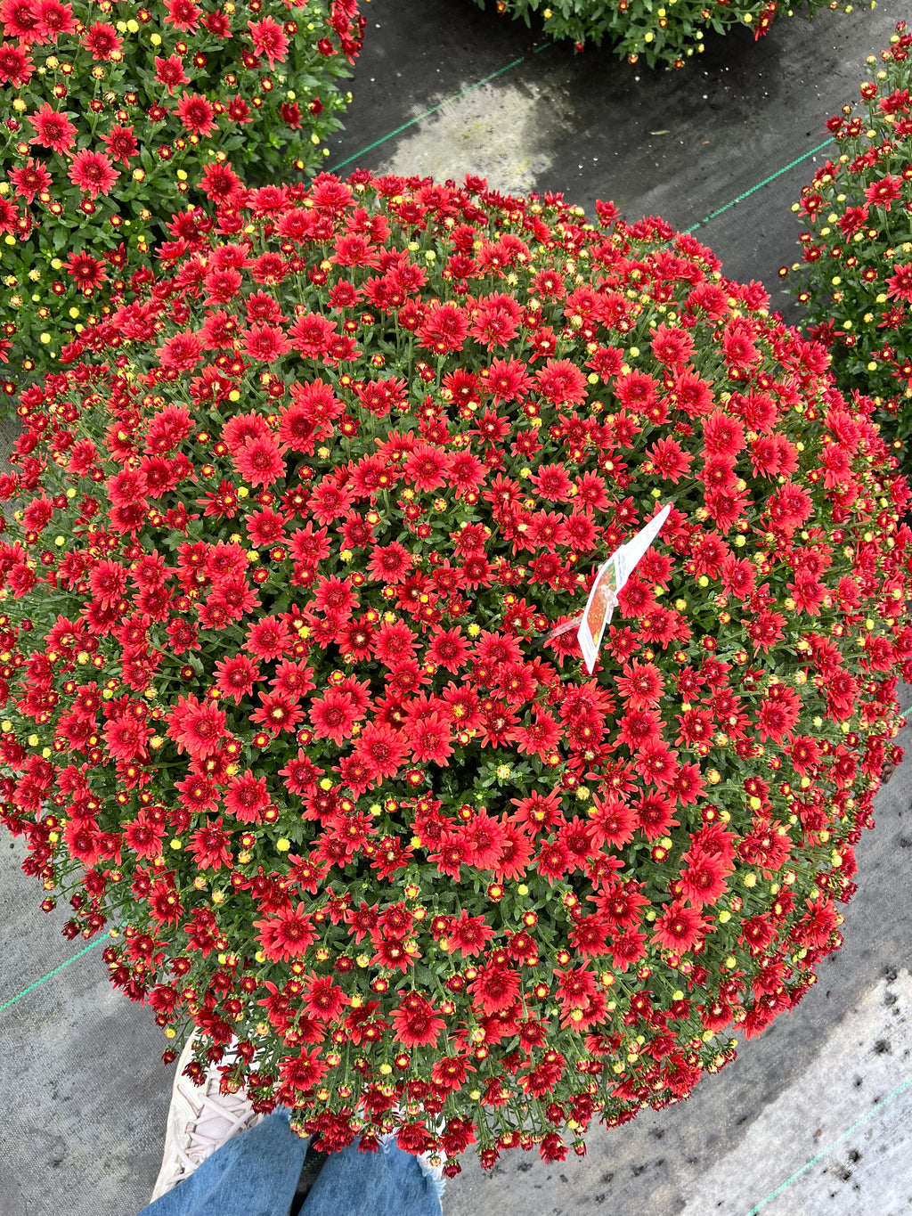The Fall Favorite Mixed Planter