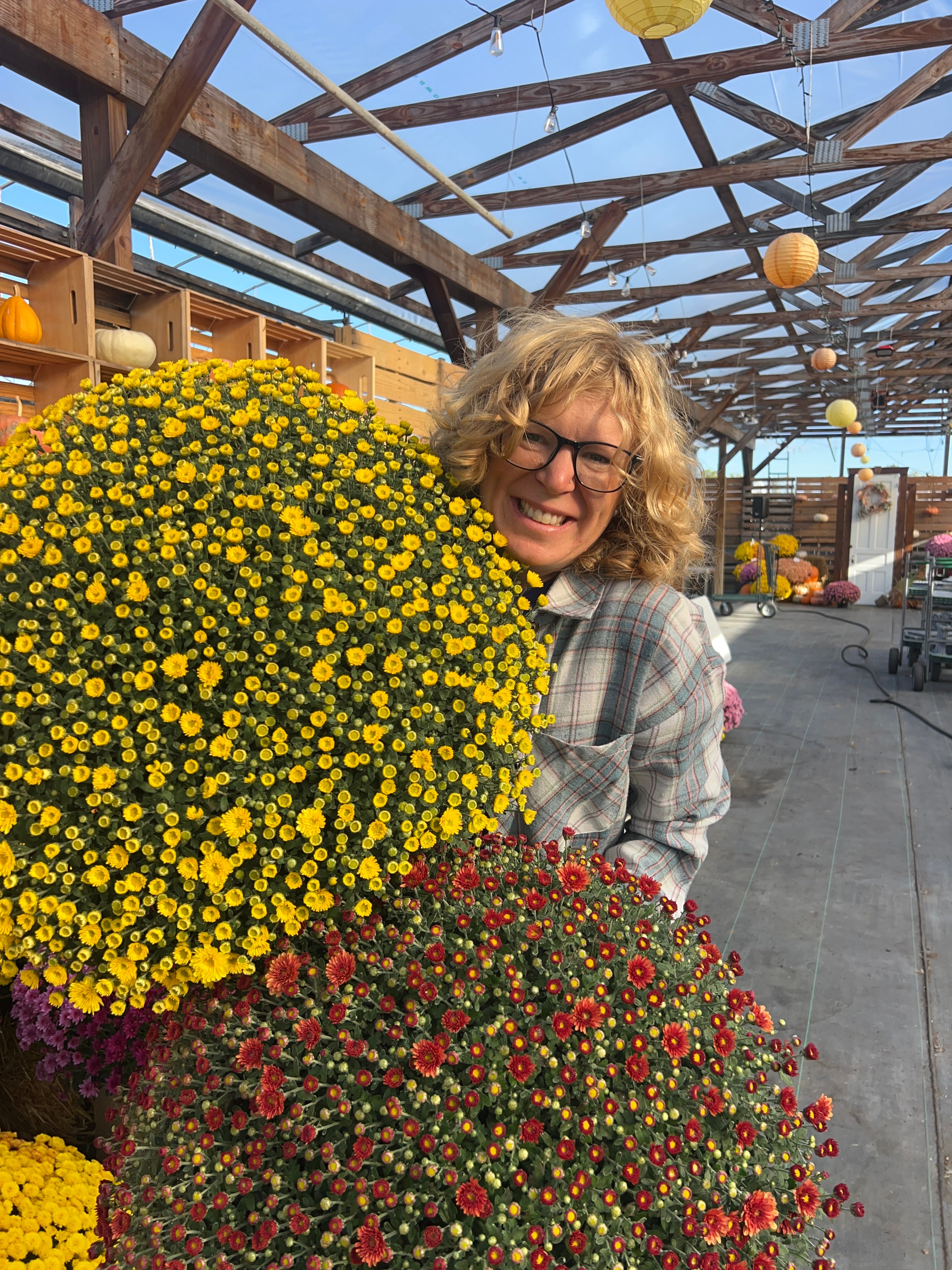 Lil' Showstopper Mums Pre-order for Pick Up in mid- September