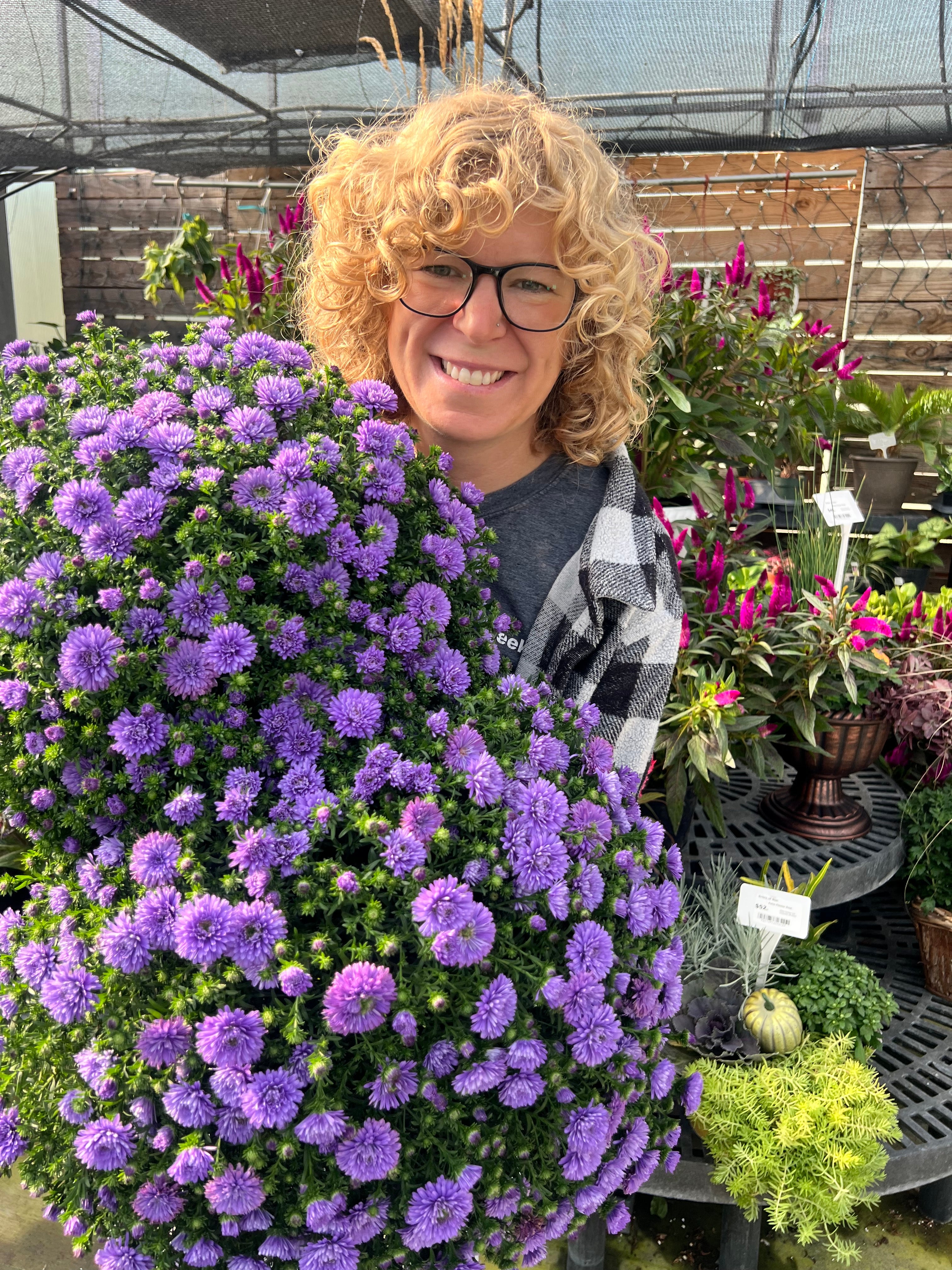Henry III Purple Aster for pick up in early September