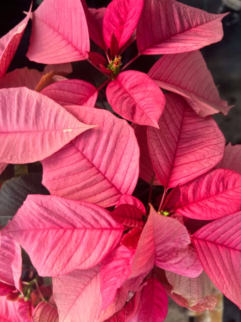 Holly Cheer 6.5" Poinsettias for pick up in December
