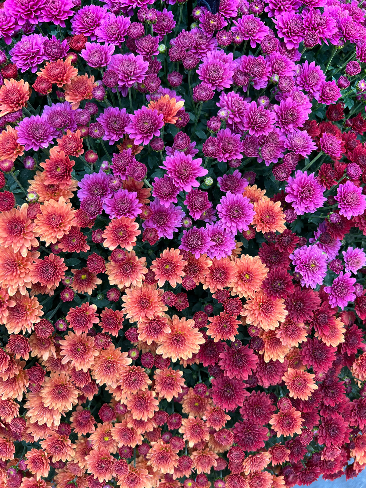 Large Showstopper Mums for pick up in mid-September