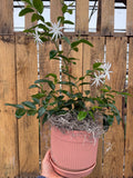 Angel Wing Jasmine for Pick up August 14th-21st.