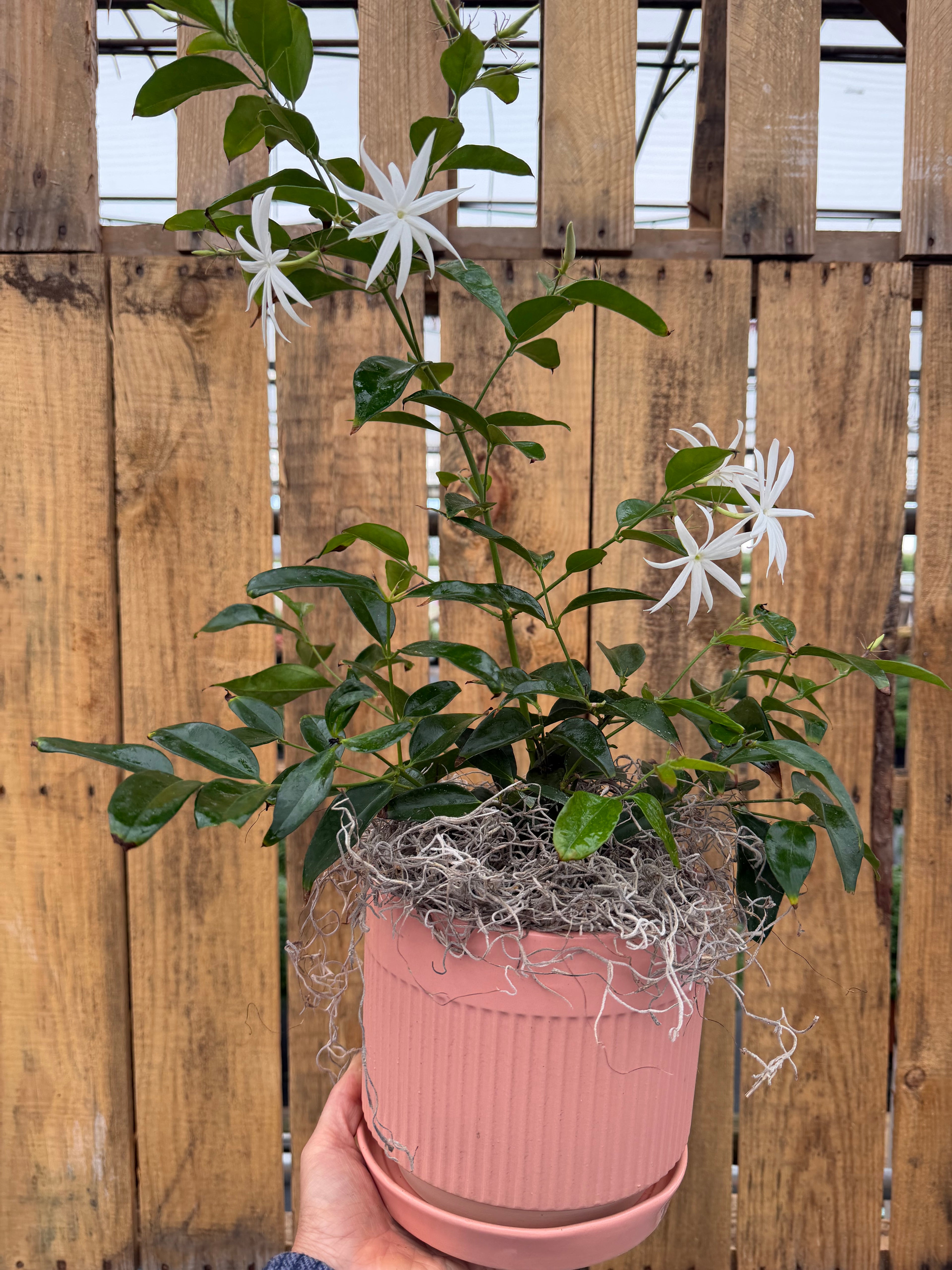 Angel Wing Jasmine for Pick up August 14th-21st.