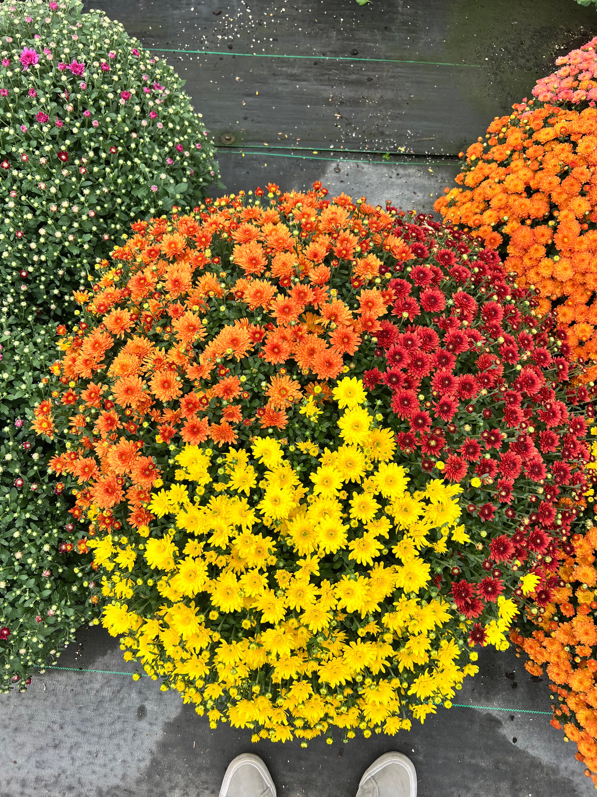 Large Showstopper Mums for pick up in mid-September