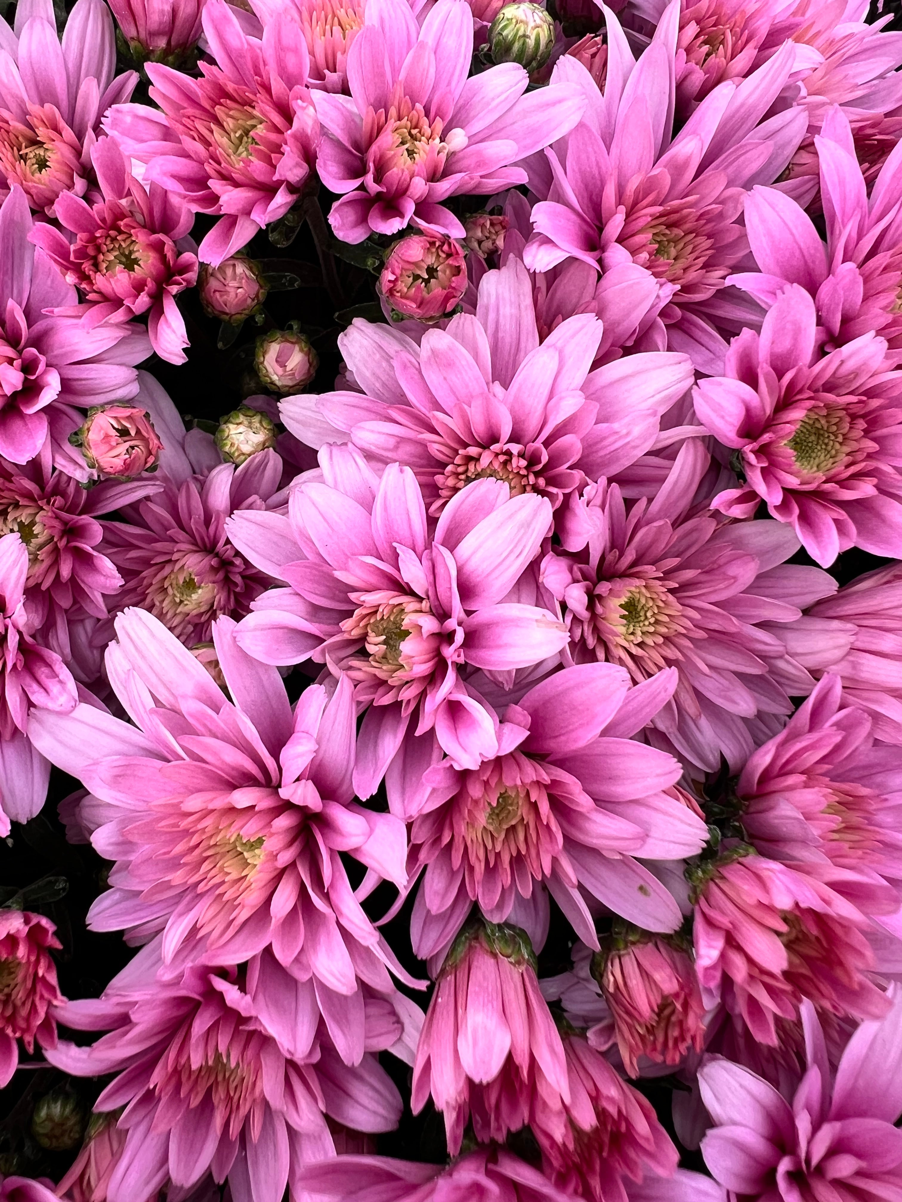 Lil' Showstopper Mums Pre-order for Pick Up in mid- September