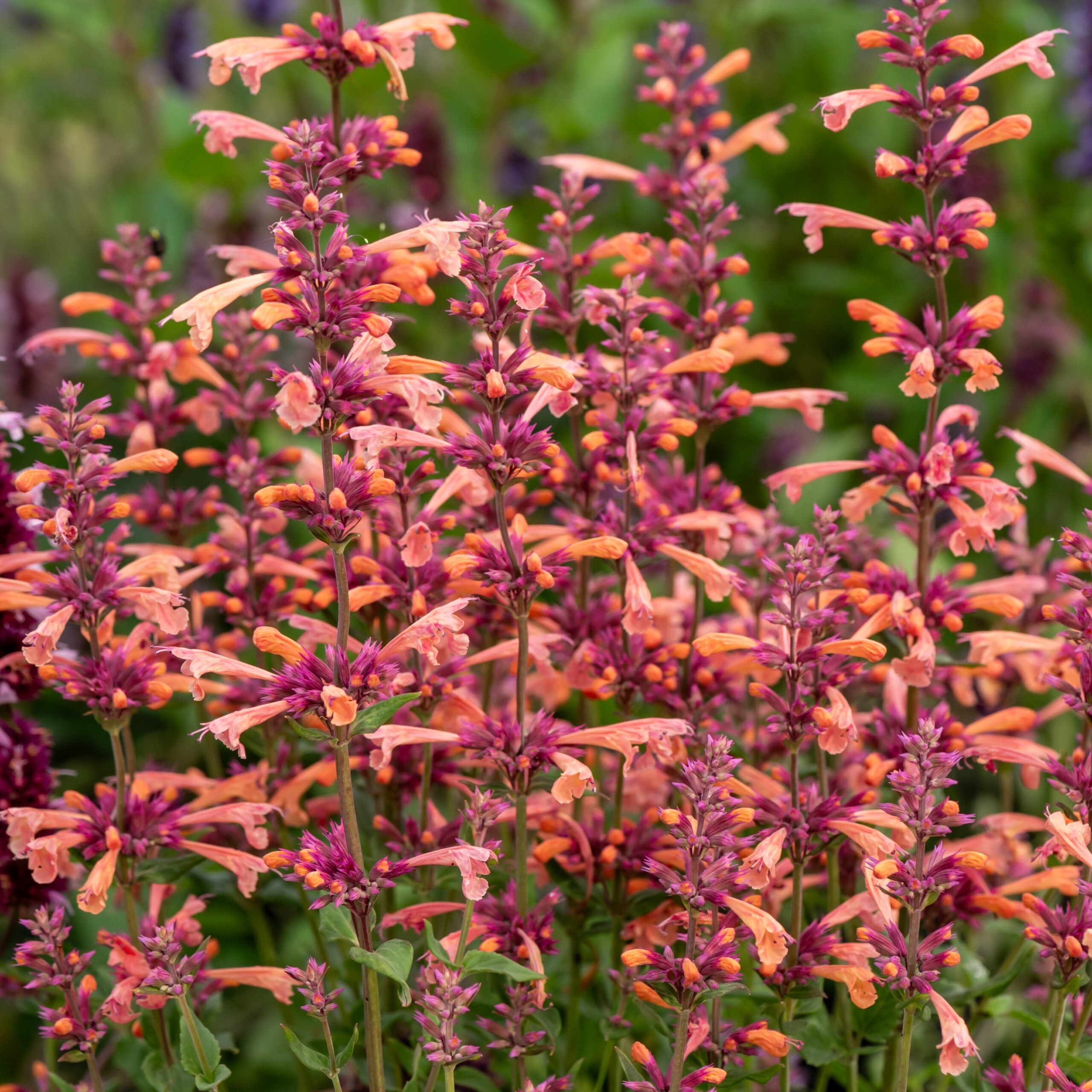 Hummingbird Mint (Agastache) Trio of 3 for PICK UP June 18th-25th