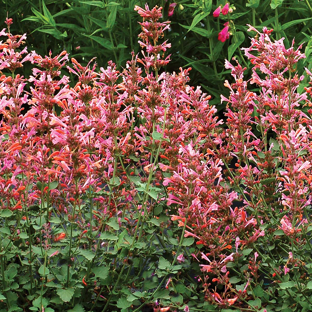 Hummingbird Mint (Agastache) Trio of 3 for PICK UP June 18th-25th