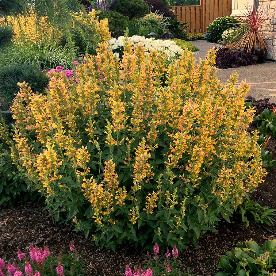 Hummingbird Mint (Agastache) Trio of 3 for PICK UP June 18th-25th