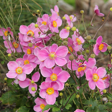 Fall Perennial: Anemone Fantasy Jasmine for Pick up early September
