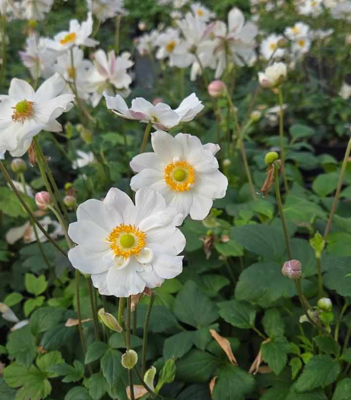 Fall Perennial: Anemone Snow Angel for Pick Up early September
