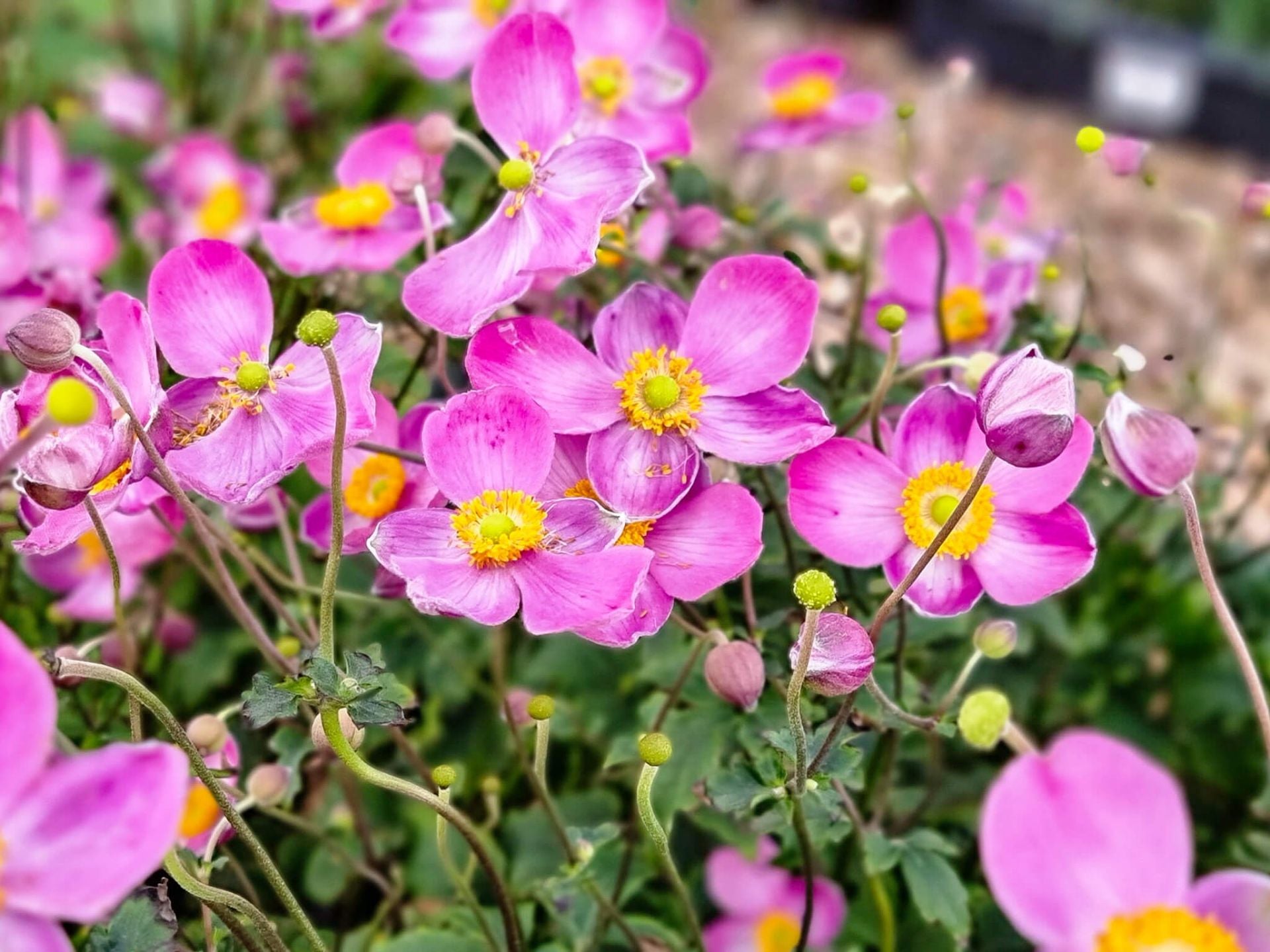 Fall Perennial: Anemone Fantasy Jasmine for Pick up early September