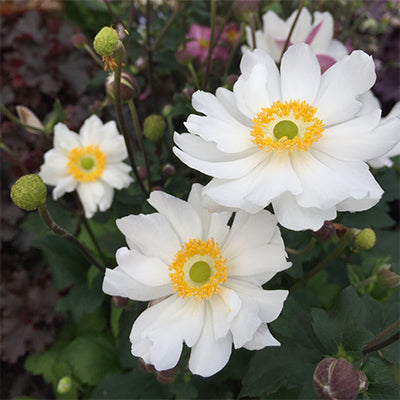 Fall Perennial: Anemone Snow Angel for Pick Up early September
