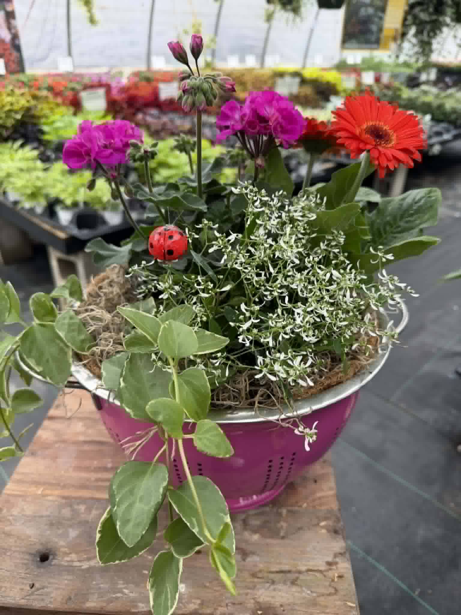 Spring Beauty