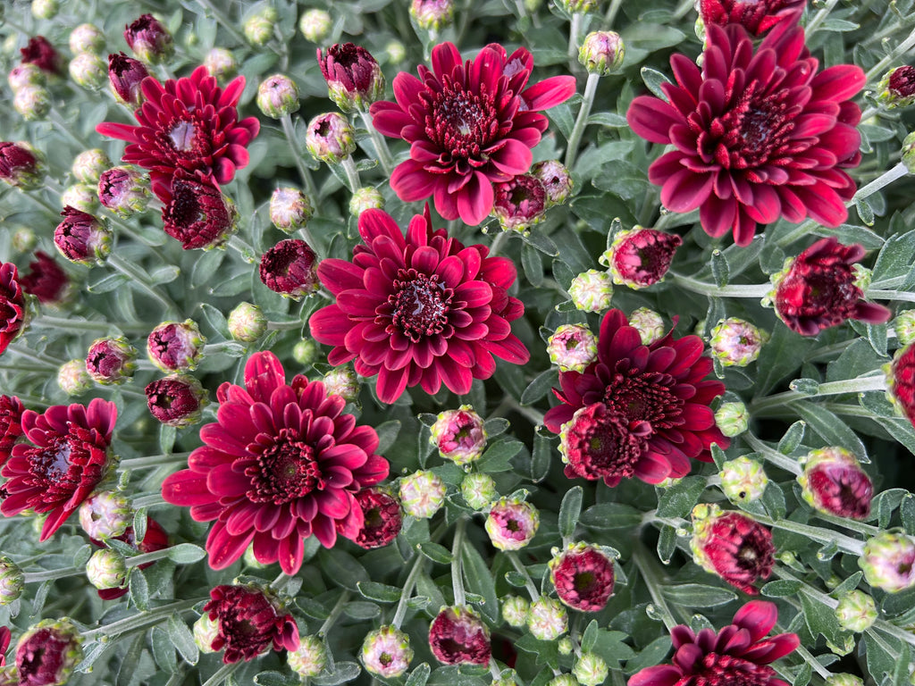 The Fall Favorite Mixed Planter