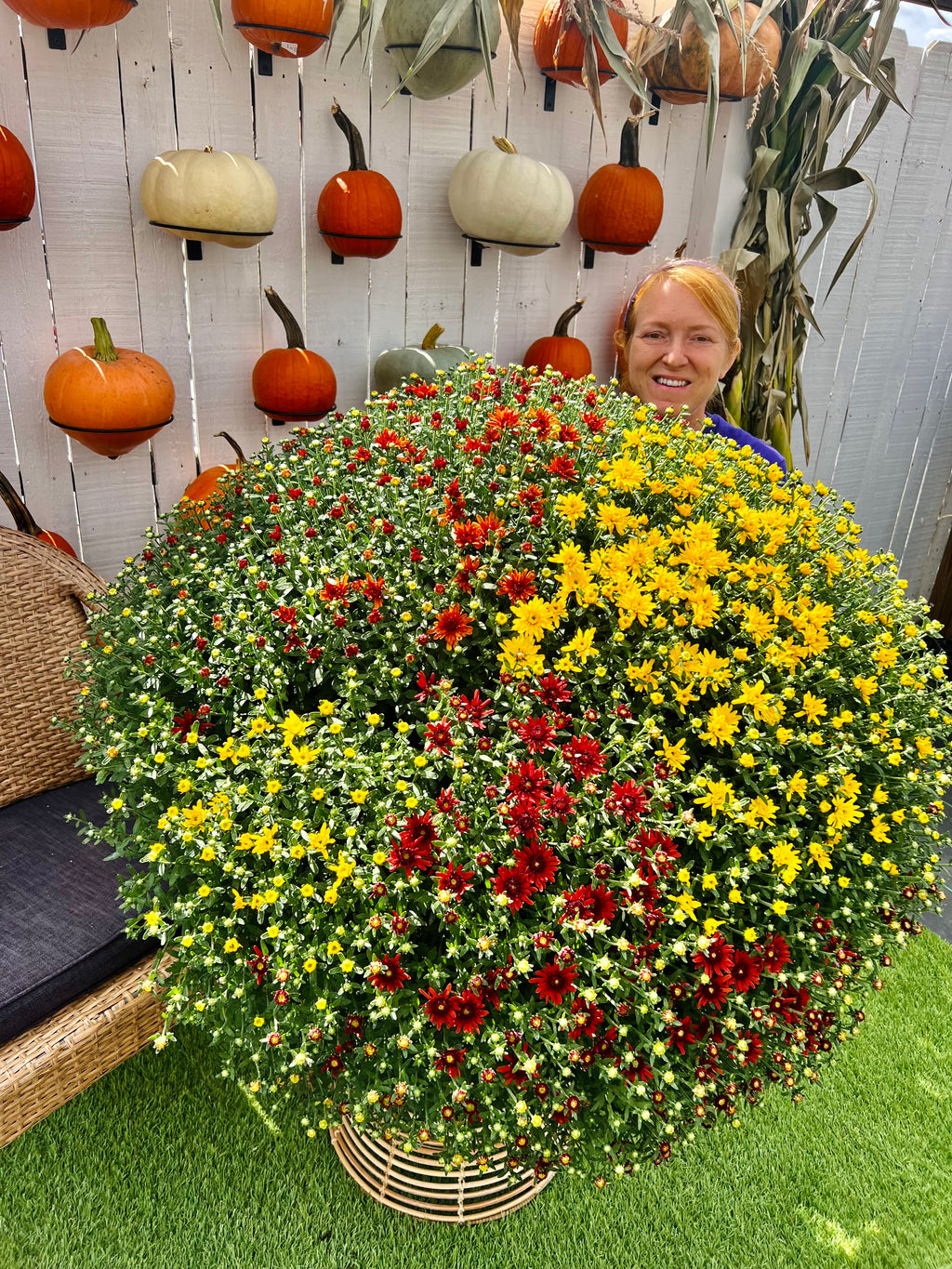 Large Showstopper Mums for pick up in mid-September