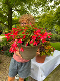 Heat Hardy Begonia Planter (Sun or Shade) Pick up July 1st- July 3rd.