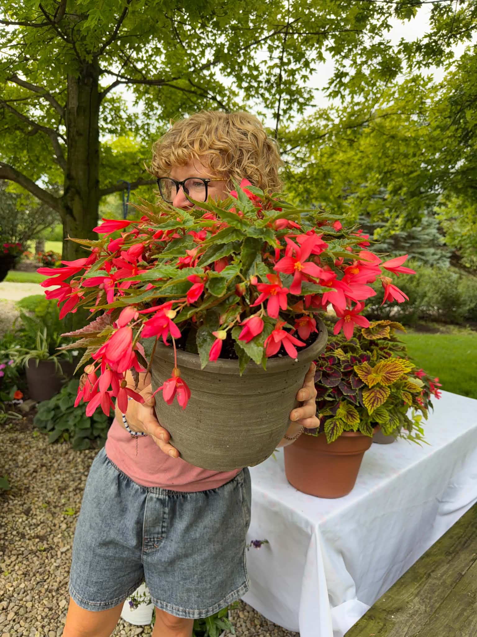 Heat Hardy Begonia Planter (Sun or Shade) Pick up July 1st- July 3rd.