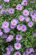 Believer Blue/Purple Fall Aster Pre-Order for Pick Up in Early September
