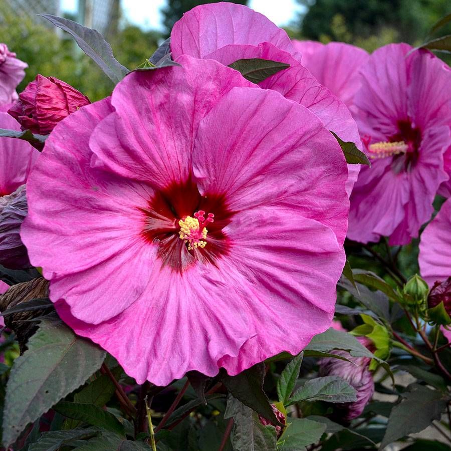 Summerific Berry Awesome Hardy Hibiscus