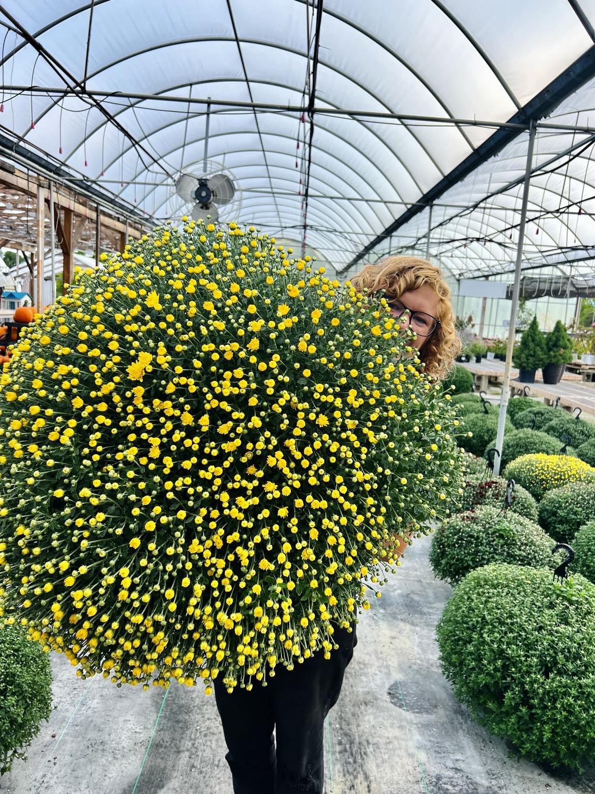 Lil' Showstopper Mums Pre-order for Pick Up in mid- September