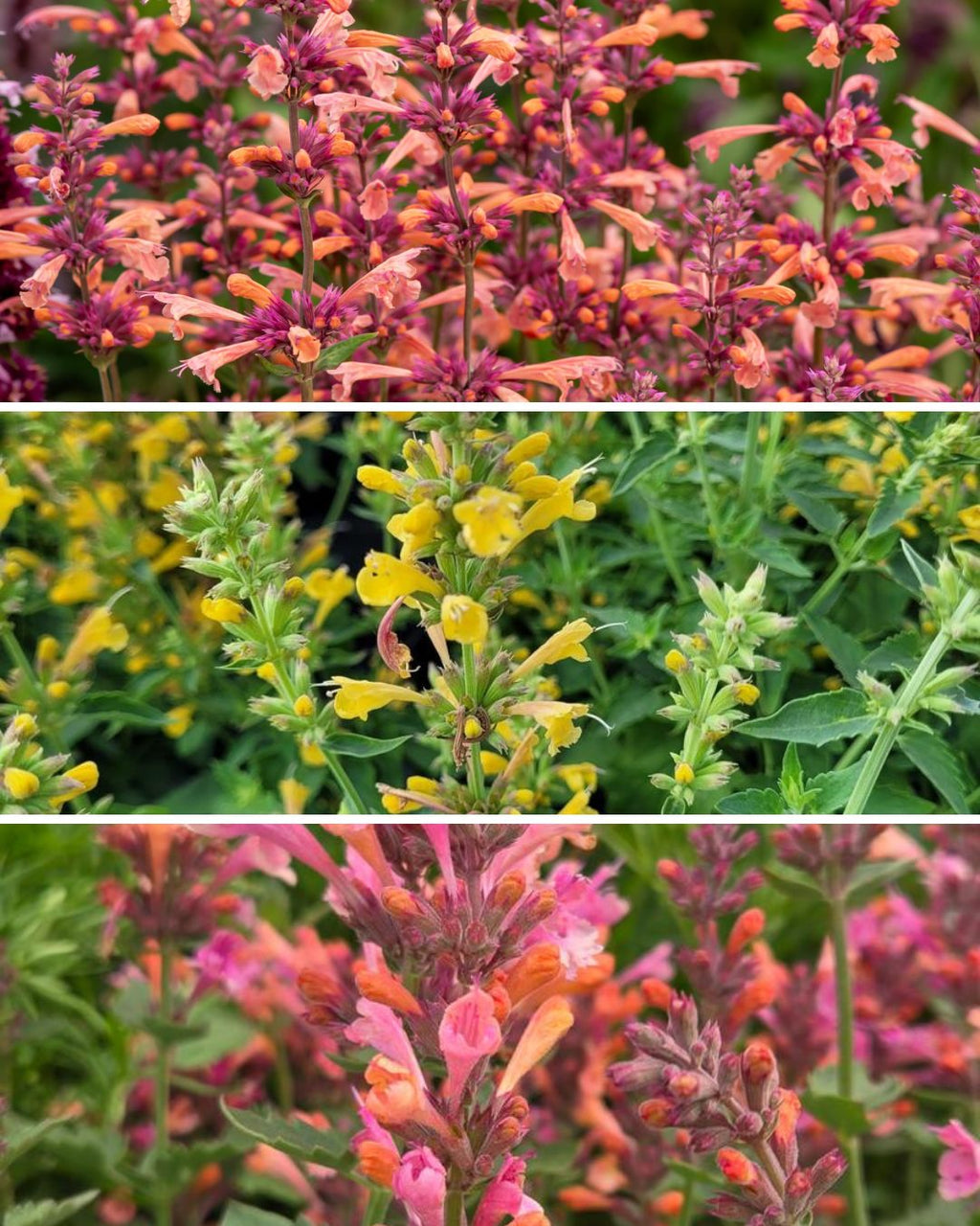 Hummingbird Mint (Agastache) Trio of 3 for PICK UP June 18th-25th