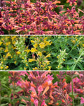 Hummingbird Mint (Agastache) Trio of 3 for PICK UP June 18th-25th