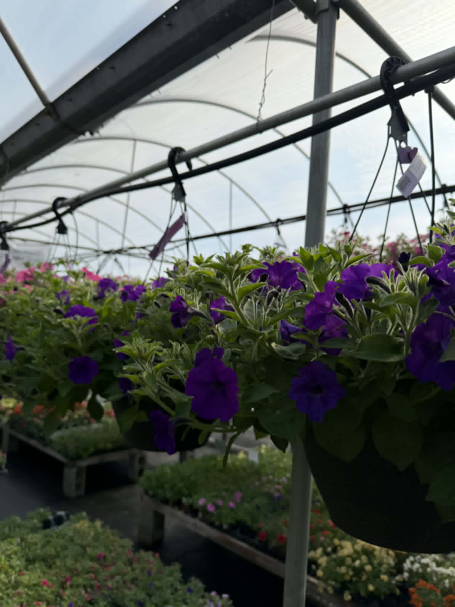 Our spectacular Petunia Hanging Basket (Designer's Choice)