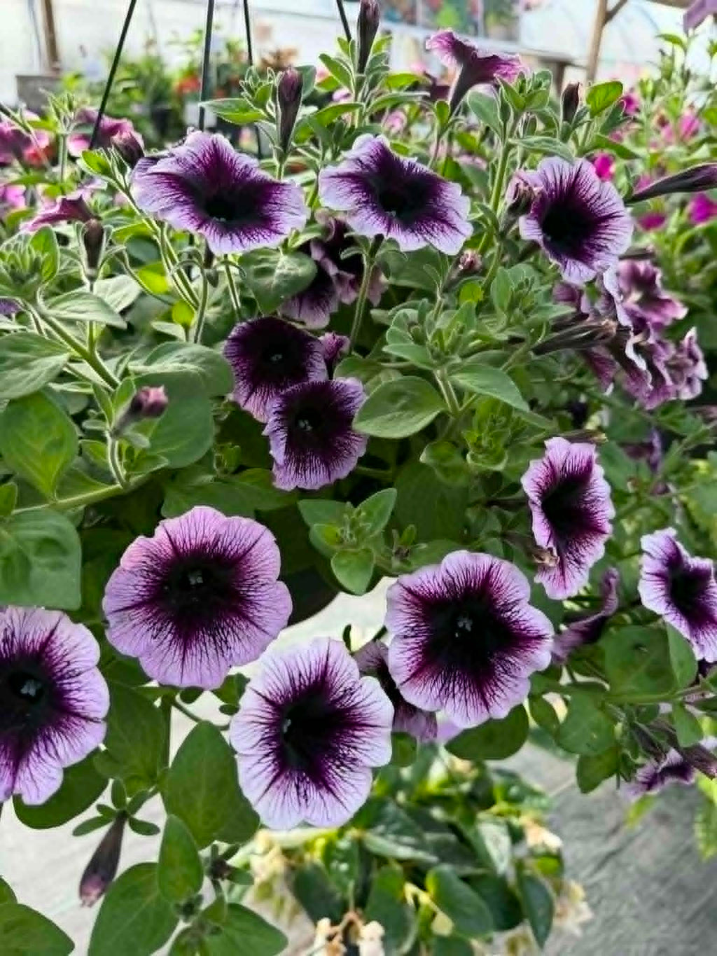 Our spectacular Petunia Hanging Basket (Designer's Choice)