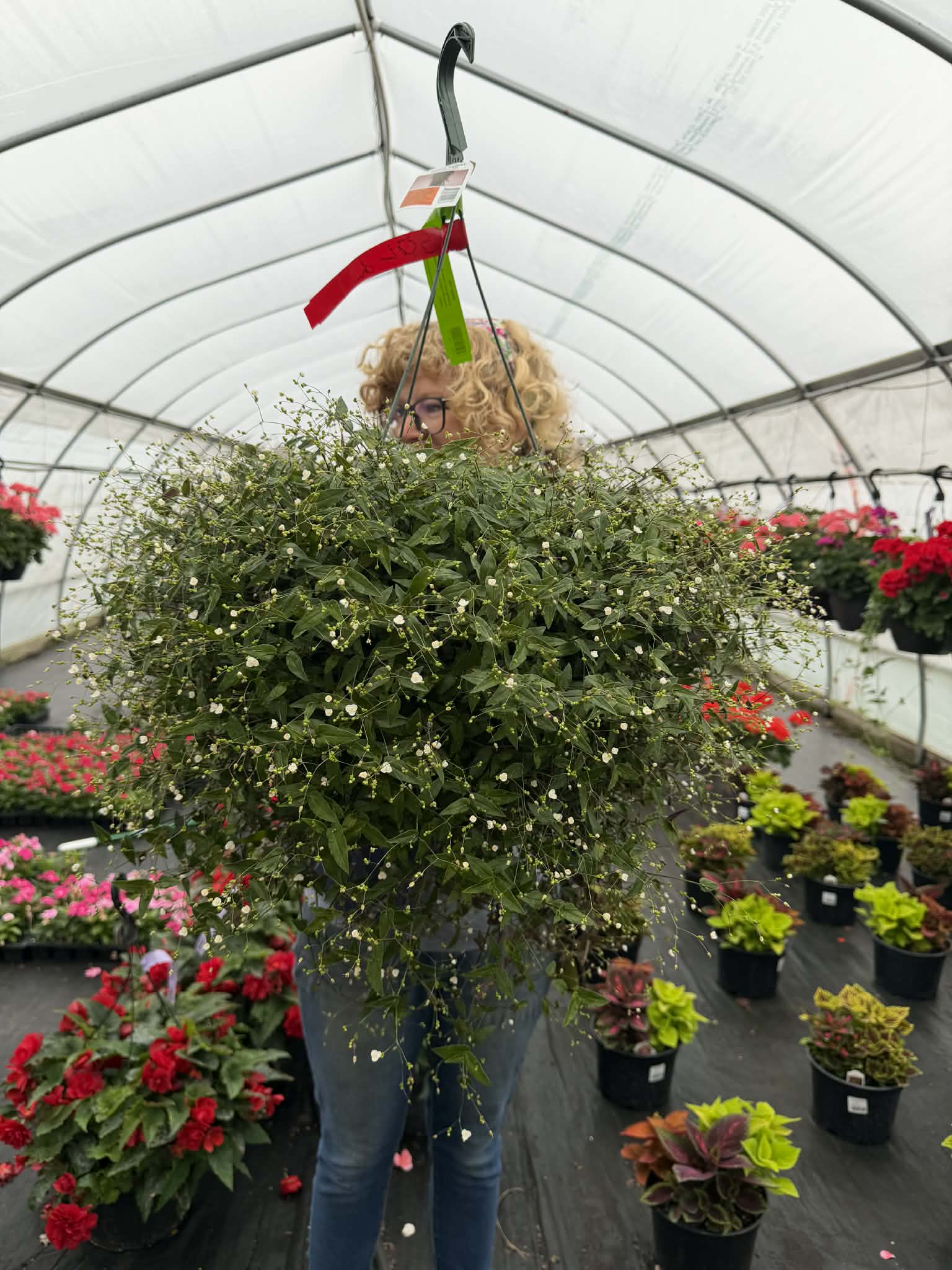 Bridal Veil Hanging Basket