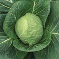 Fall Veg: Cabbage Vantage (for local Pick up August 14th-15th) Trio of 3 Single 3" Plants