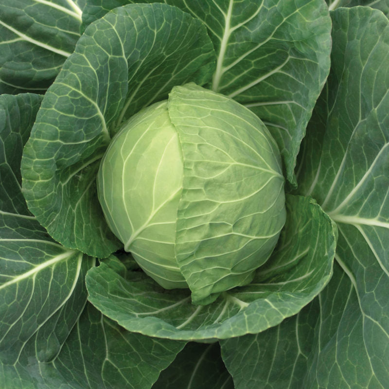 Fall Veg: Cabbage Vantage (for local Pick up August 14th-15th) Trio of 3 Single 3" Plants