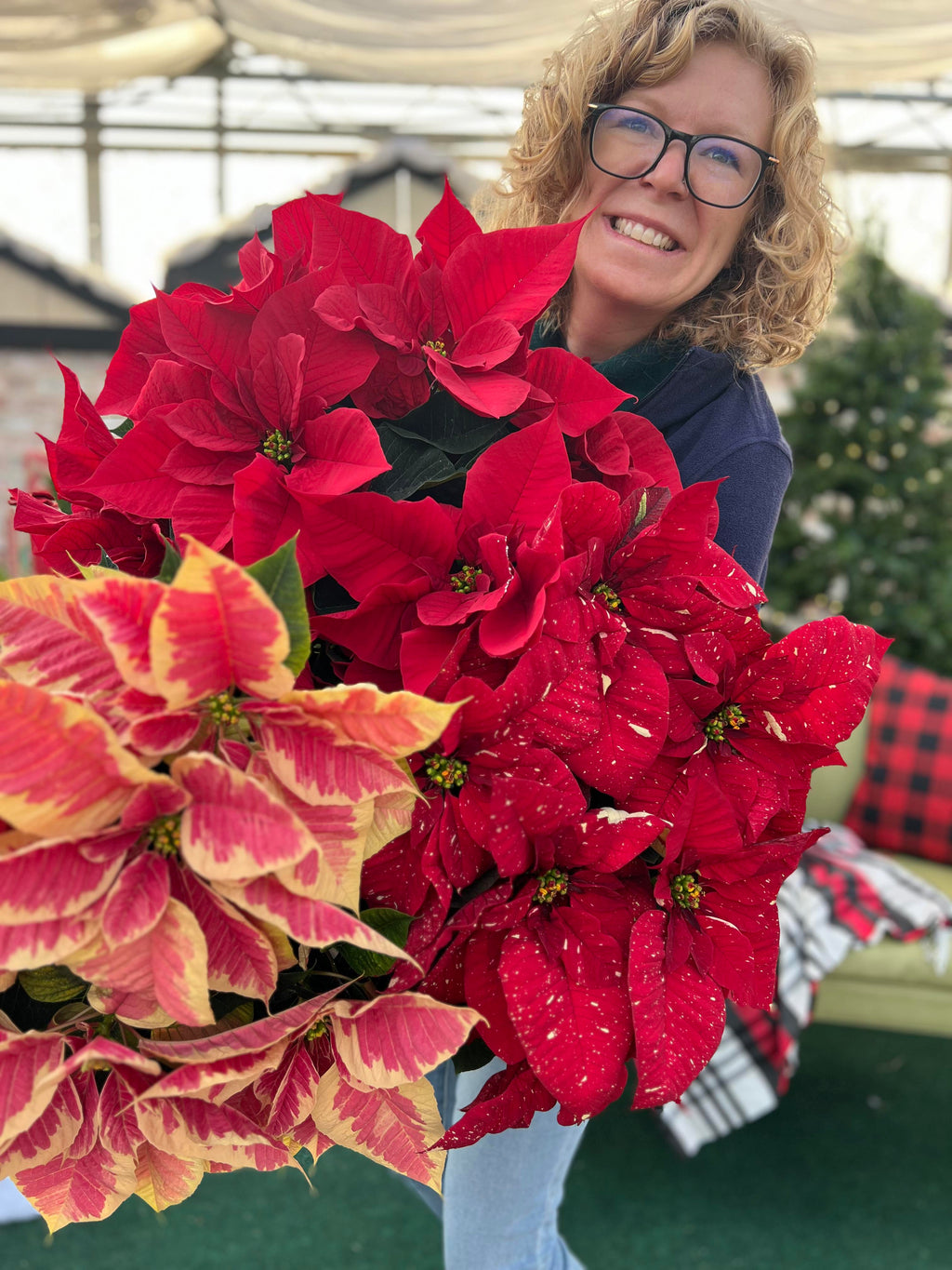 Holiday Showstopper 8.5" Poinsettias for pick up in December