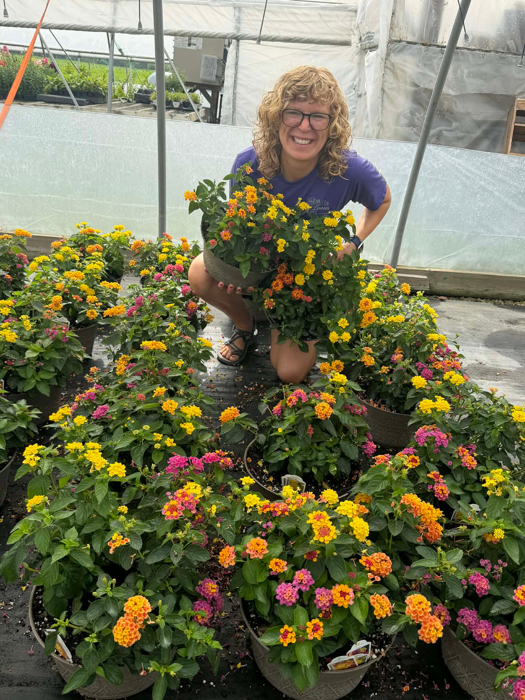 Endless Summer Color Lantana Pots for pick up June 11th-June 18th