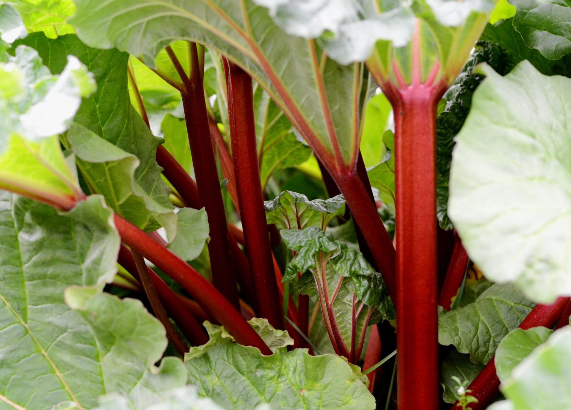 Rhubarb Canadian Red