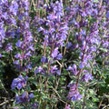 Cat’s Pajamas Nepeta (Catmint) 1 gallon for pick up June 18th-25th