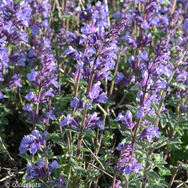 Cat’s Pajamas Nepeta (Catmint) 1 gallon for pick up June 18th-25th