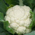 Fall Veg: Cauliflower Self Blanche (for local Pick up August 14th-15th) Trio of 3 Single 3" Plantss