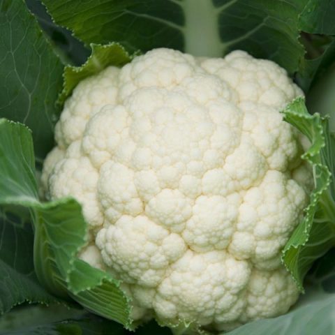 Fall Veg: Cauliflower Self Blanche (for local Pick up August 14th-15th) Trio of 3 Single 3" Plantss