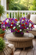 America Celebration Wave Petunia Drop In Planter