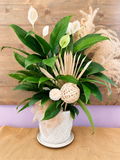 In Comfort and In Peace (Peace Lily)