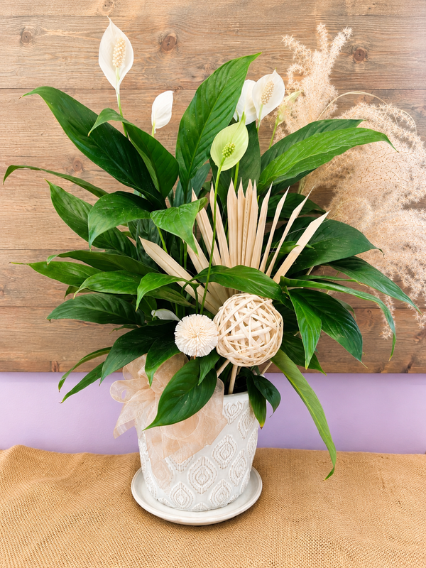 In Comfort and In Peace (Peace Lily)