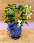 Sweet Jasmine Planter