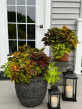 Color Splash Coleus Pot for Pick up June 26th- July 3rd