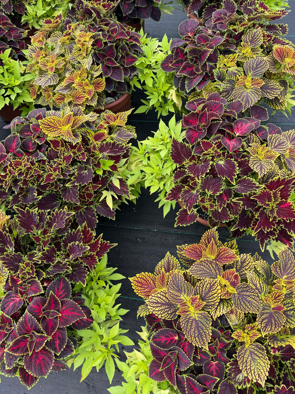 Color Splash Coleus Pot for Pick up June 26th- July 3rd