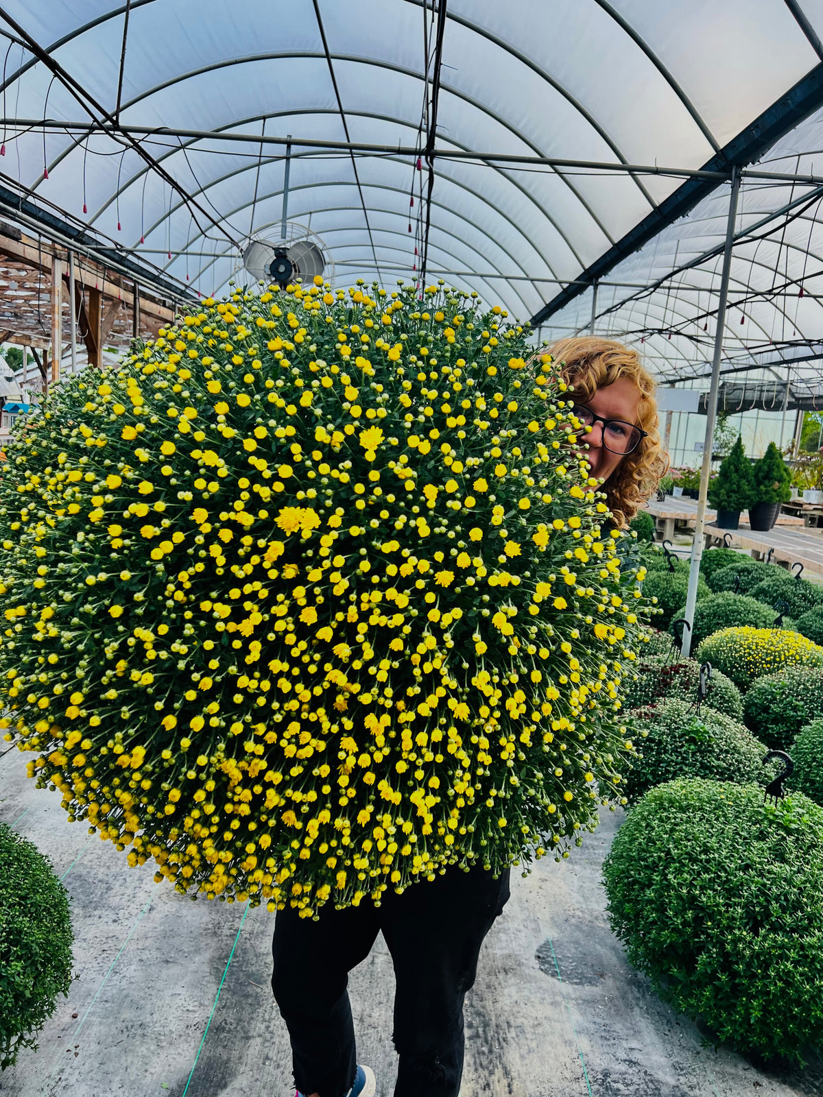 Large Showstopper Mums for pick up in mid-September