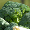 Fall Veg: Broccoli Destiny (for local Pick up August 14th-15th) Trio of 3 Single 3" Plant
