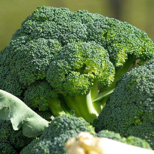 Fall Veg: Broccoli Destiny (for local Pick up August 14th-15th) Trio of 3 Single 3" Plant