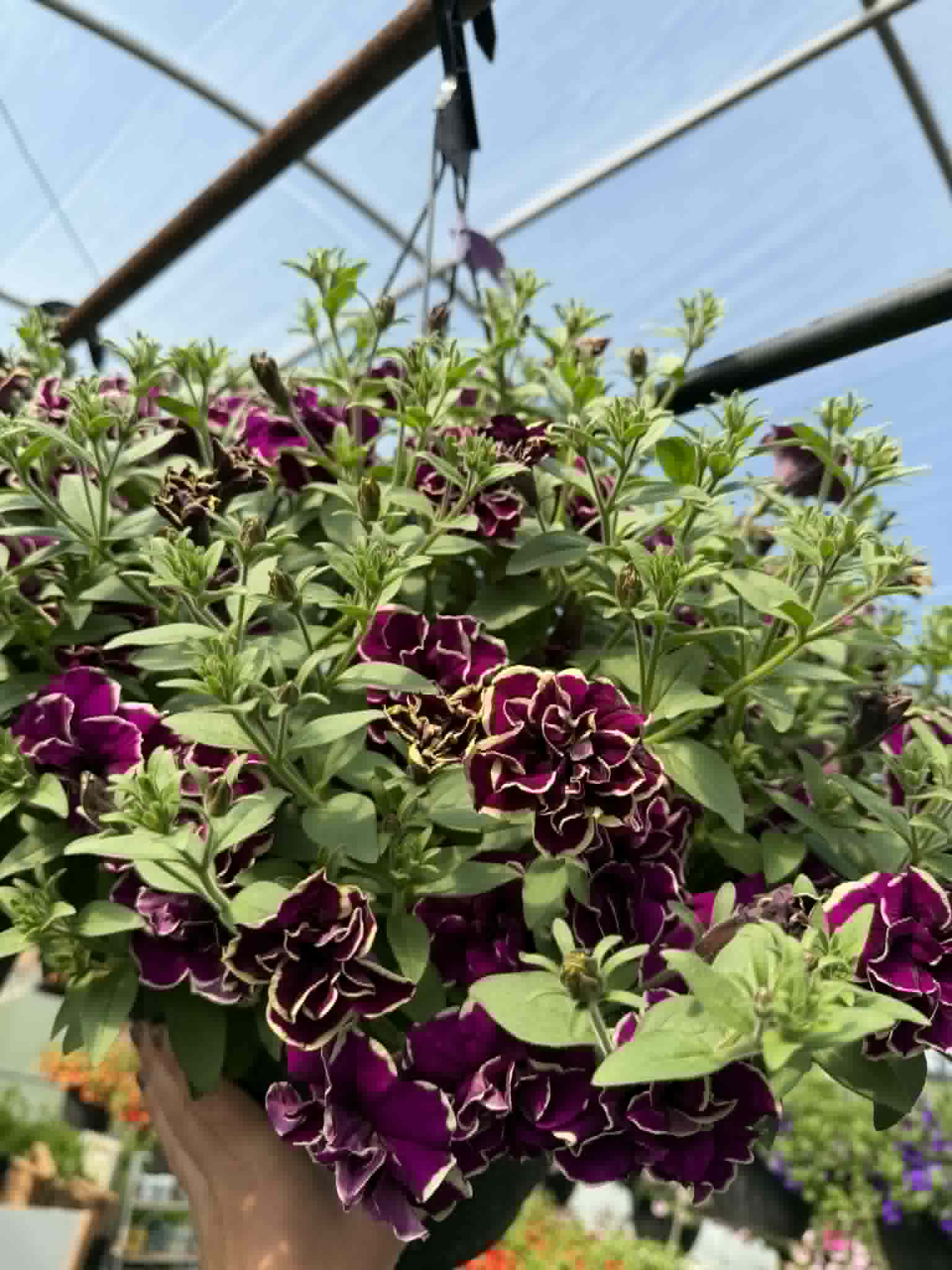 Our spectacular Petunia Hanging Basket (Designer's Choice)