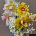 Mixed Double Daffodils Shipping/Pick Up in October  (20 Bulbs)